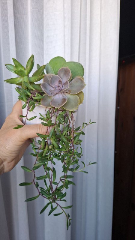 Монстера, Эуфорбия, Сингониум, Аспарагус, Композиция, Фикус 9