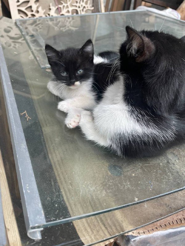 Коты в хорошие руки