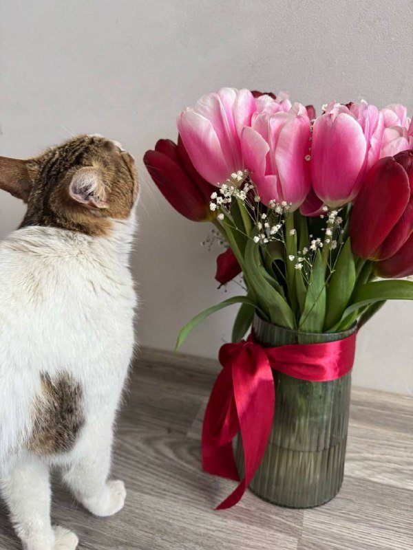 Кошечка Оливка, около 2 лет, стерилизована, чипирована, с ветпаспортом