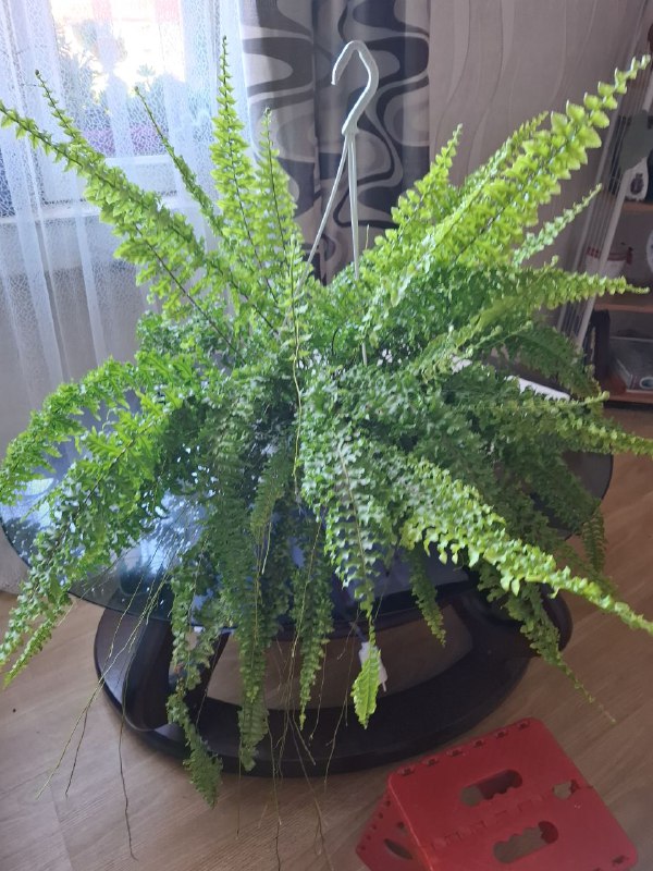 папортник в подвесном горшке, фикус, шеффлера, мини монстера, монстеры 2