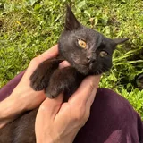 Котёнок ищет новый дом 3