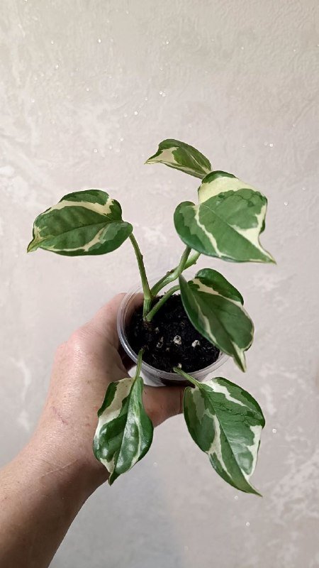 Эпипремнум Энджой, Марбл Квин, Неон, Сингониум Батик, Монстера Манки черенки растения