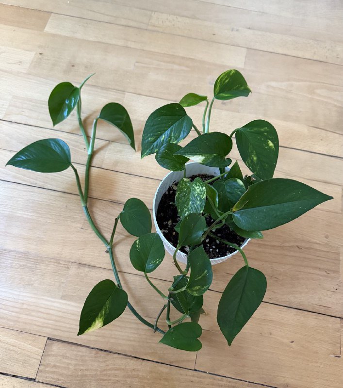 Лиана эпипренум в горшке, Традесканция, малышки сансевиерии