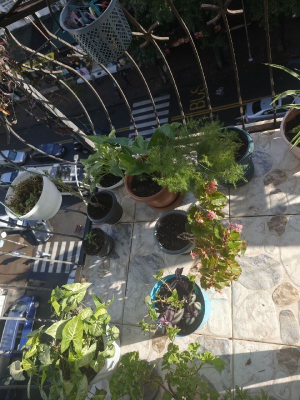 Цветы, комнатные растения