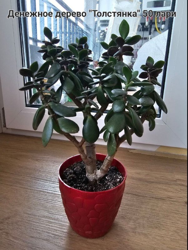 Фикус эластика, Драцена, Денежное дерево Толстянка 4