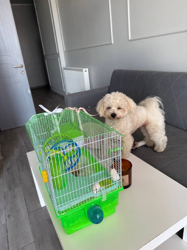 Хомяк с клеткой и опилками