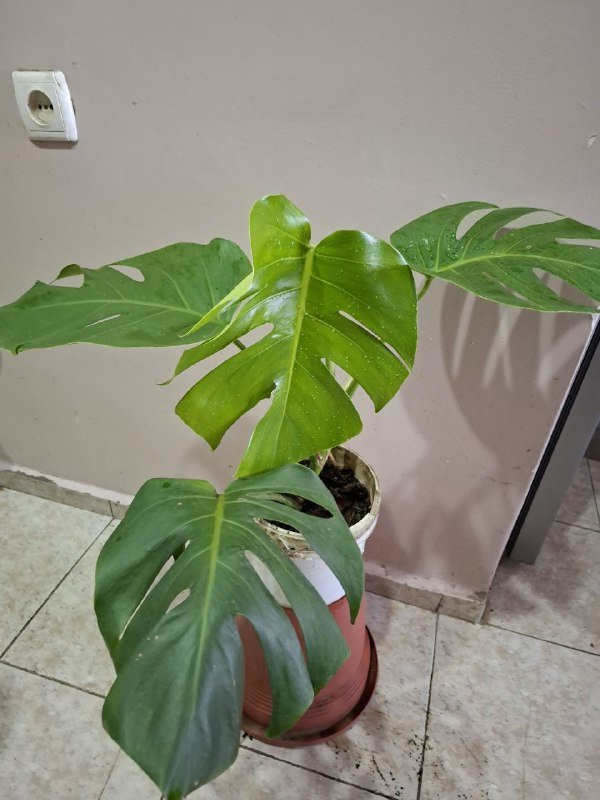 Монстера, рафидофора, хлорофитум, аспарагус, каланхоэ, суккулент, фикус, диффенбахия