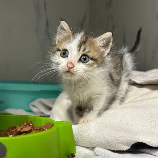 Котенок Шмат
