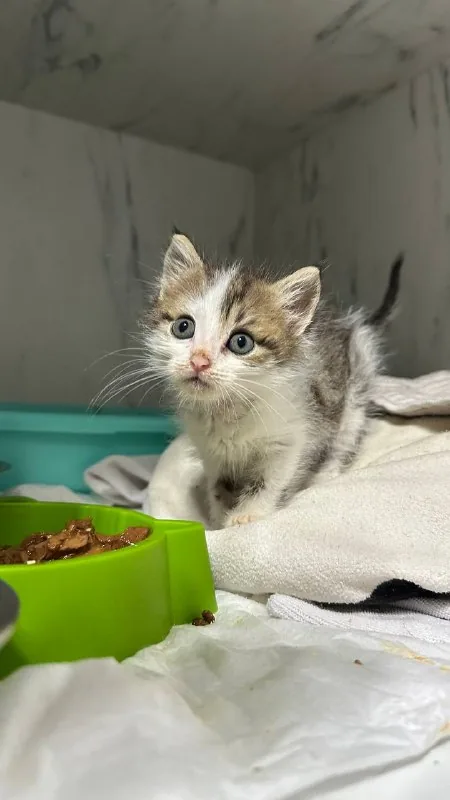 Котенок Шмат 1