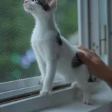 Котенок Моджо 4