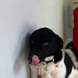 Собака Коко 4