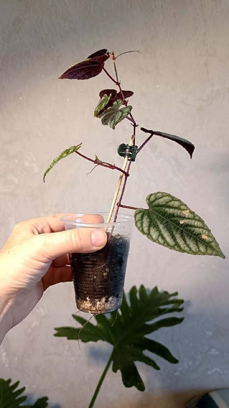 Растения: Циссус триколор, Сингониум, Фикус Мелани 2