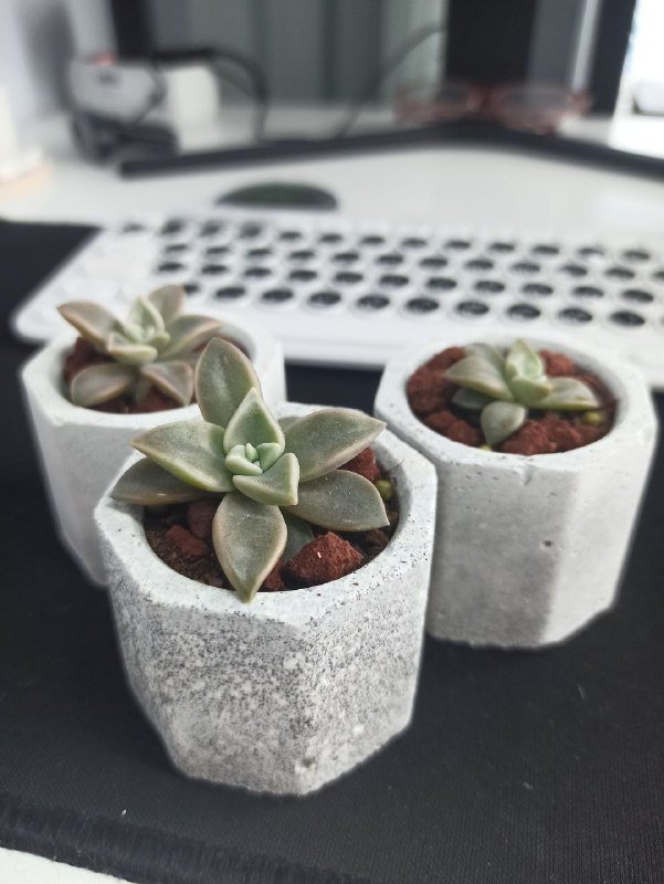 Комнатные растения суккуленты Граптопеталум в бетонных горшках 2