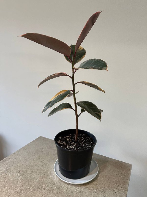 Фикус эластика с горшком