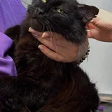 Кот Граф 4