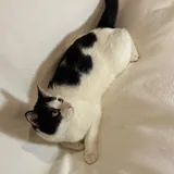 Кот ищет дом 3