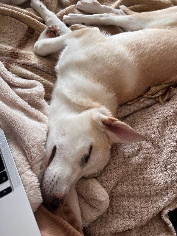 Малышка Эльза ищет дом