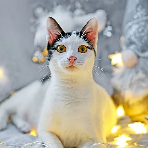 Кошечка Мерилин