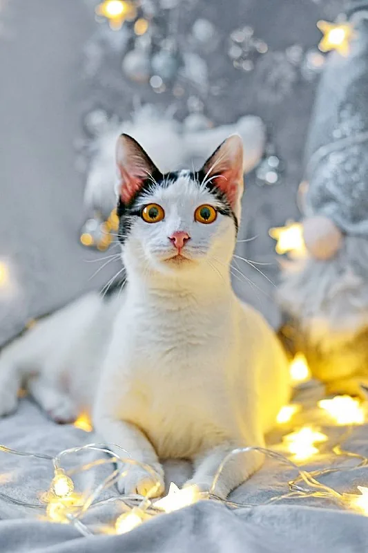 Кошечка Мерилин 1