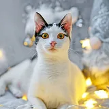 Кошечка Мерилин 1