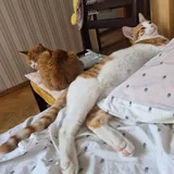 Кот Чипс ищет дом 5