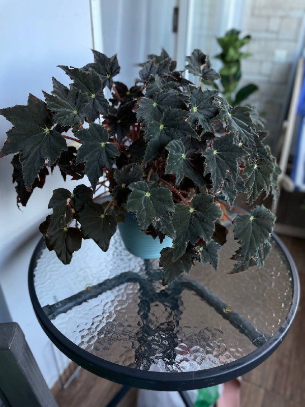 Бегония Бауэра, Авокадо 3 ростка