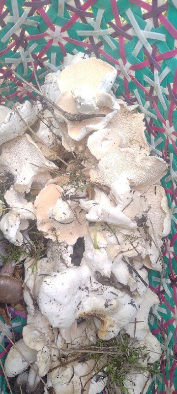 Ежедневные поездки за грибами мини группа Тбилиси