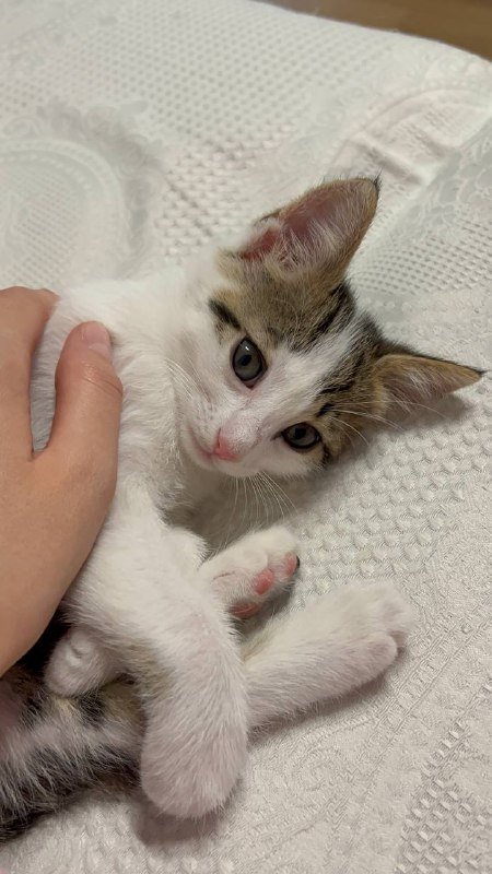 Котята Милка и Бао 2 месяца в дар 5