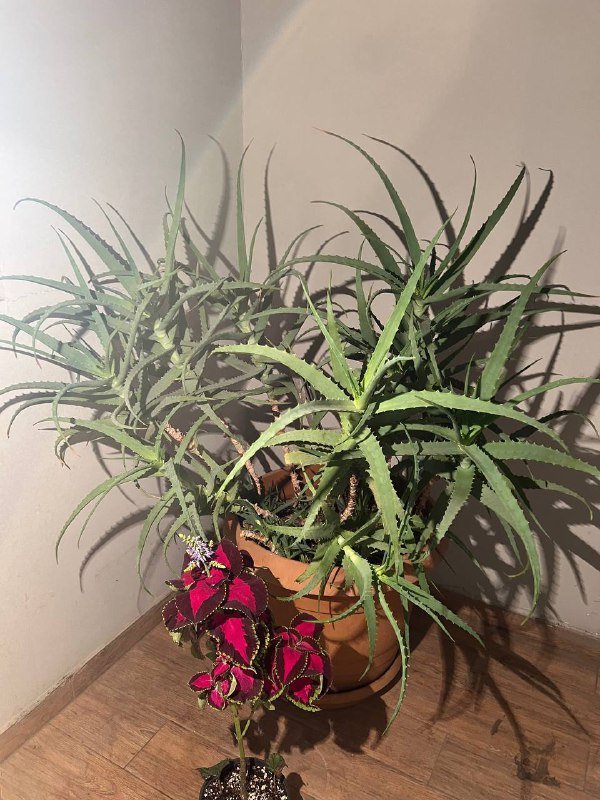 Крупное растение алоэ с детками