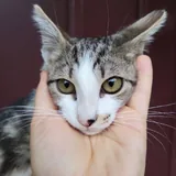 Котенок Космо 8