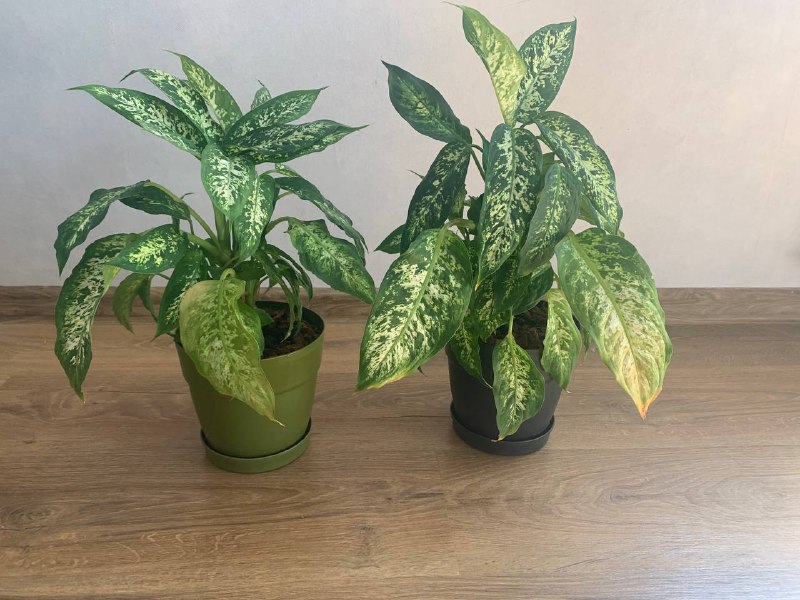 Рабочий стол, емкость под крупы, подставка под специи, стакан для столовых приборов, горшки, растение монстера, растение Диффенбахия, свечка, помпа для воды, робот-пылесос Tefal 7