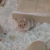 Джунгарские хомяки 2