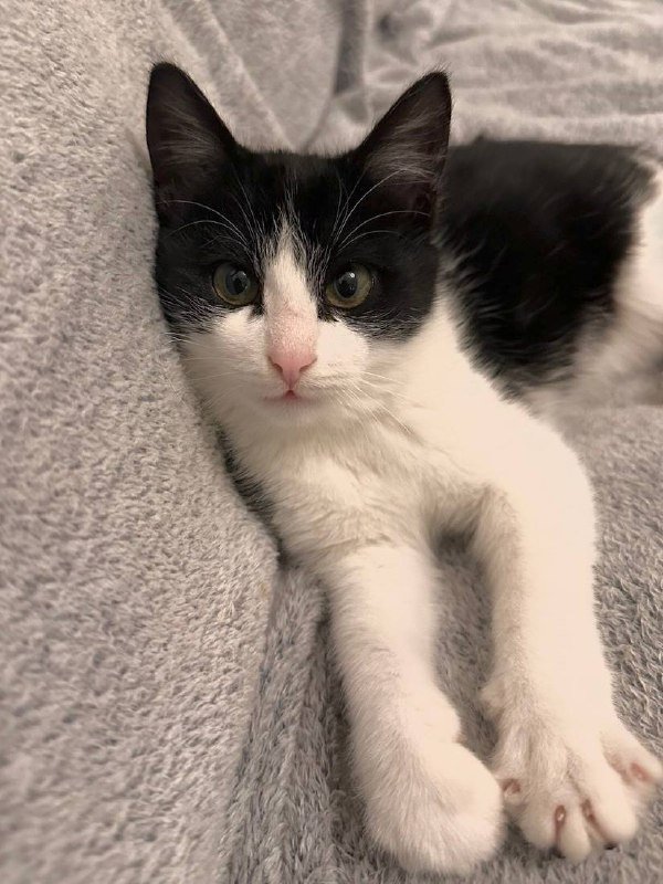 Котёнок метис, девочка, 3-4 месяца