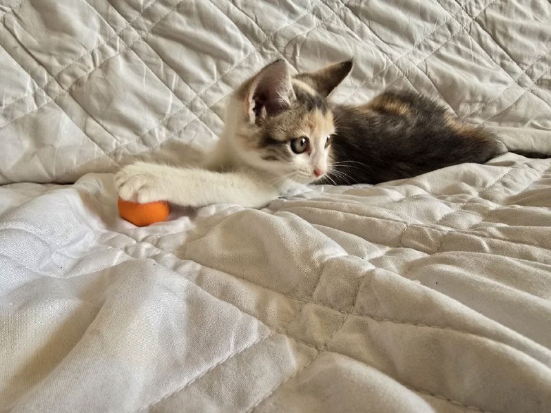 Котенок девочка 2 месяца в добрые руки 4