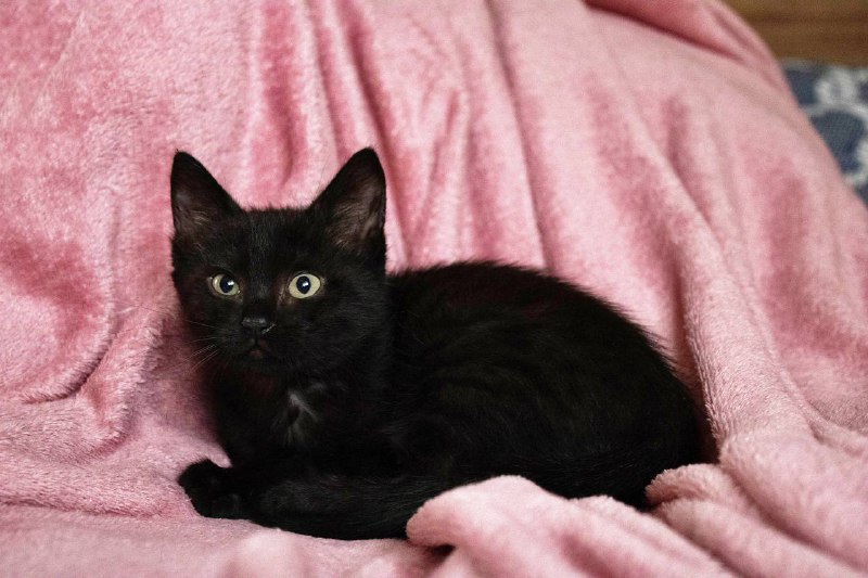 Дом для котёнка Тикки 3