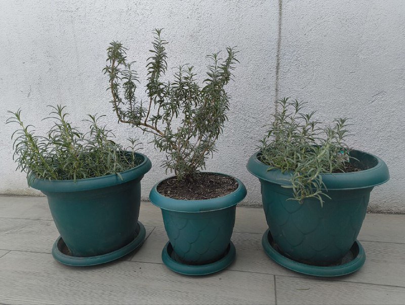 Комнатные розмарины 2