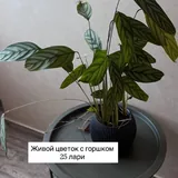 Журнальный столик, комнатные растения 3