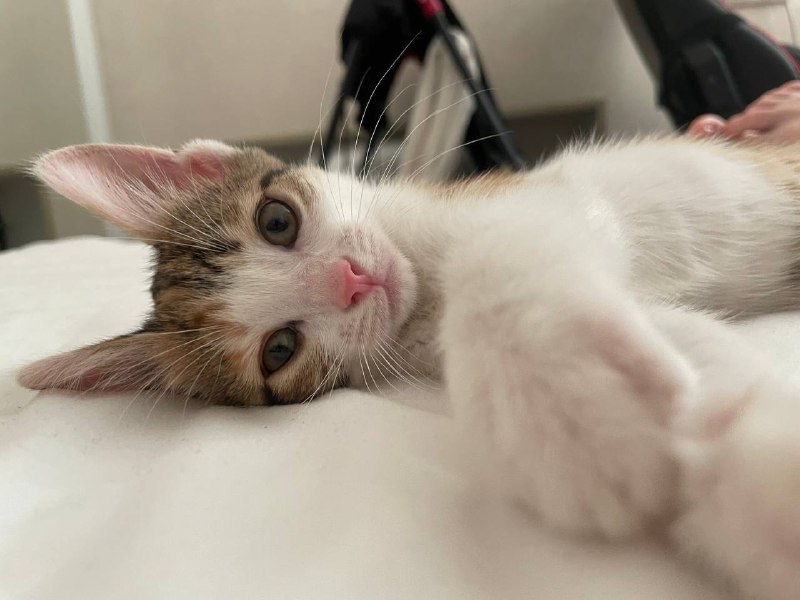 Котята девочки, почти 2 месяца, ищут дом 3