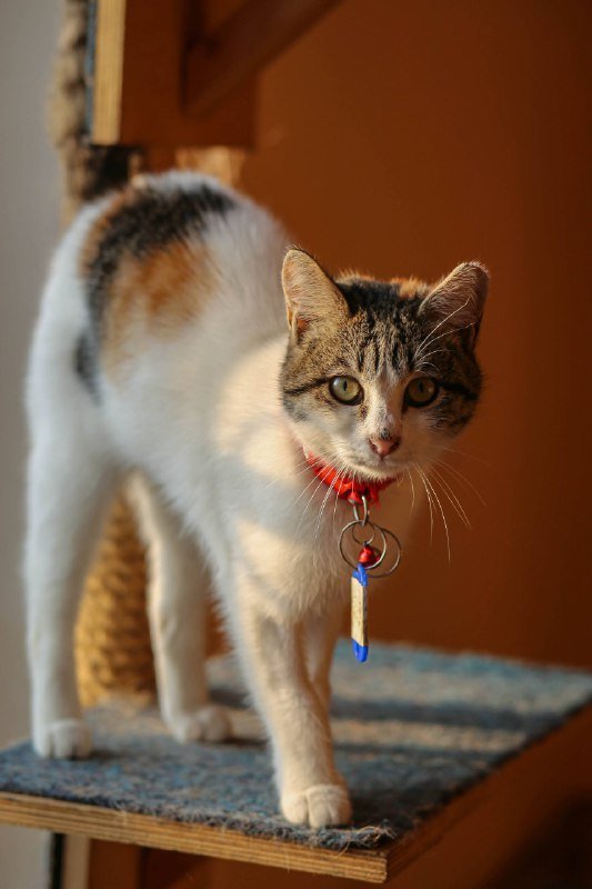 Кошка Пенка в добрые руки 2