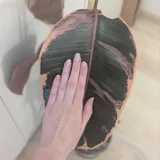 Фикус бэйлиз 2