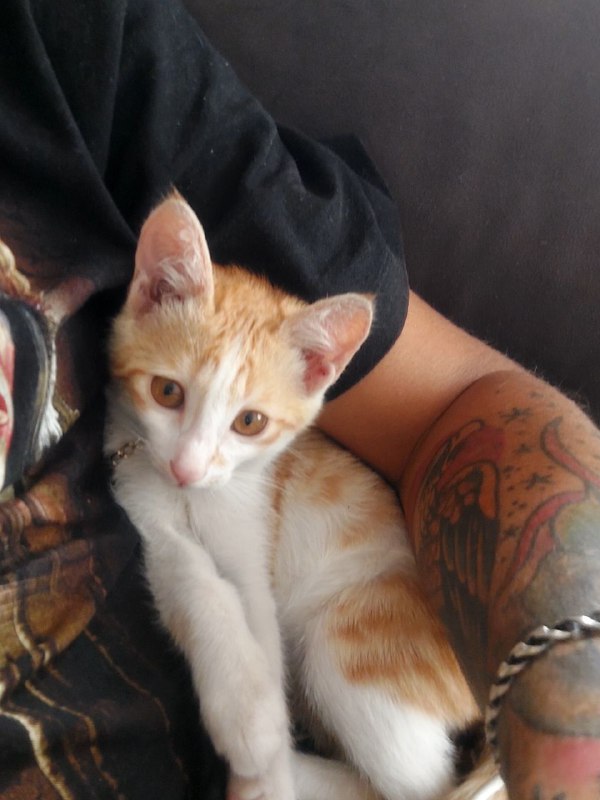 Котенок, кошка в добрые руки 2