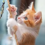 Котята Мэрри и Пипин 5