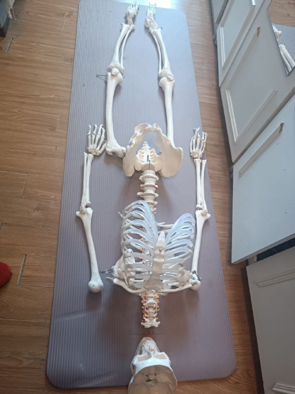 Анатомический скелет человека 170 см 6