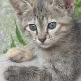 Котенок Мури 2
