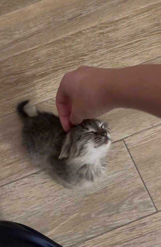 Котенок девочка 1.5 месяца, приучена к лотку 3