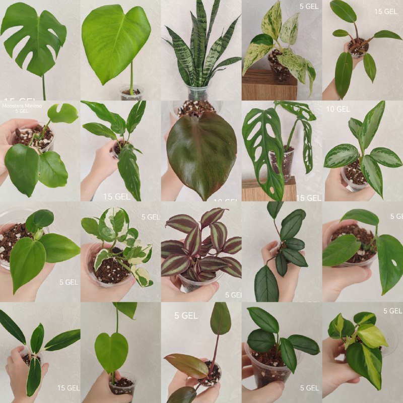 Комнатные растения