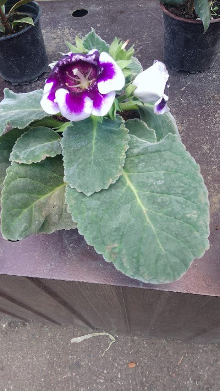 Глоксиния, жиросжигатель, L-карнитин, ВСАА, креатин, морской коллаген, ыотиния