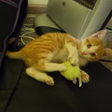 Котята 1