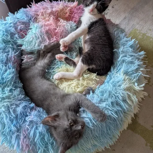 Котята: одна девочка и три мальчика