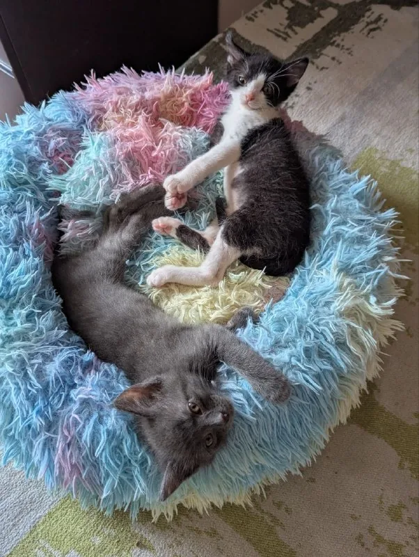 Котята: одна девочка и три мальчика 1